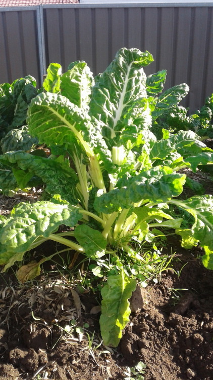 Silver beet is going insane in the vegetable patch. Need to research on how to freeze it for later u