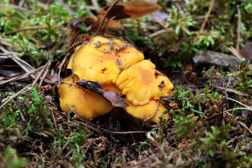 lindagoesmushrooming: Cantharellus cibarius