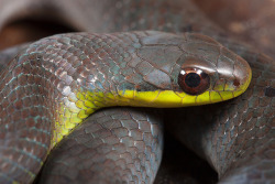 libutron:  Blind Ground Snake - Erythrolamprus typhlus Erythrolamprus typhlus (Dipsadidae) is a South American snake also referred to as Velvet Swampsnake. It is a diurnal snake with up to 70 cm long; its body coloration is highly variable.References: