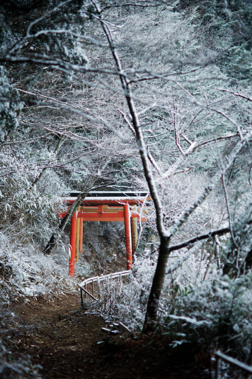 night-birds:Torii on a snowy Forest in mountain - Koya San, Japan (via Alex_Saurel)