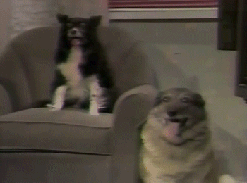 Dog Commercials Explore Tumblr Posts And Blogs Tumgir