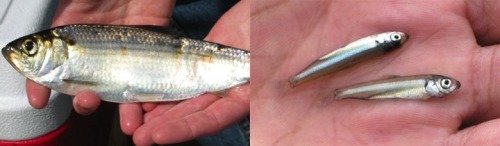 300 years ago these fish were the same species.These fish are alewife found in lakes and rivers of C