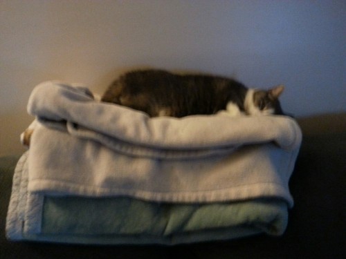 tnrach: My cat requires THREE folded fleece blankets, on top of an already cushy couch, in order to 