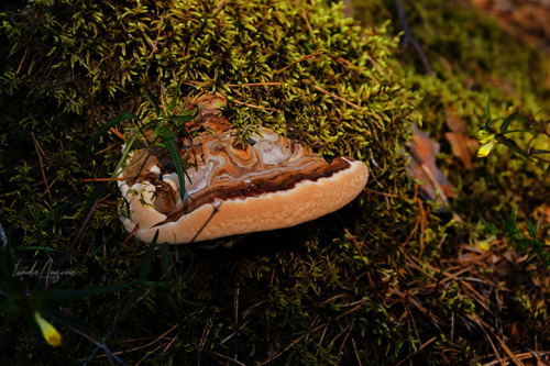 I really like taking photos of mushrooms