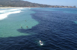 discoverynews:  Massive School of Anchovies Storms San Diego Surf