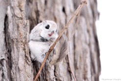 xnightmelody:  giraffeinatree:  Even the flying squirrels in Japan look like adorable little anime characters by Masatsugu Ohashi  //Squealing &lt;33 
