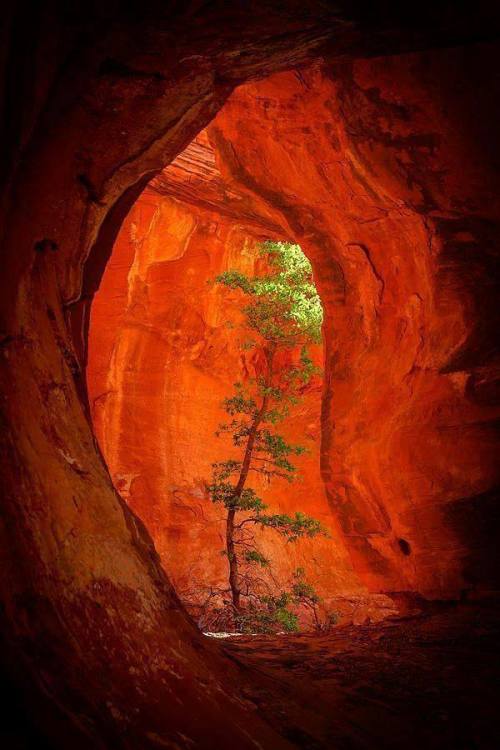 edoardojazzy:  Boynton Canyon  Arizona@Scott