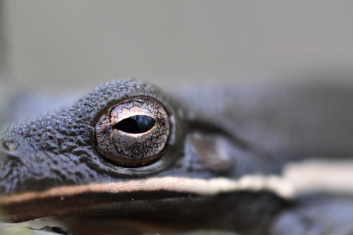 I was initially skeptical that this is an American green tree frog (Dryophytes cinereus), as it is e