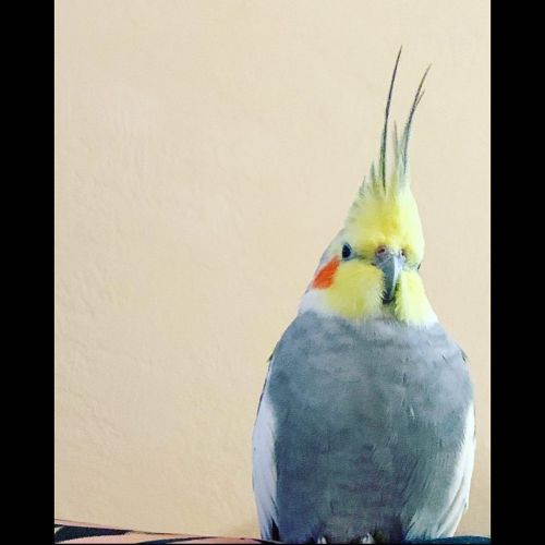 Babybird being the best boy Photo Credit: @varus_valgus #bird #birds #cockatiel #cockatiels #pet #pe