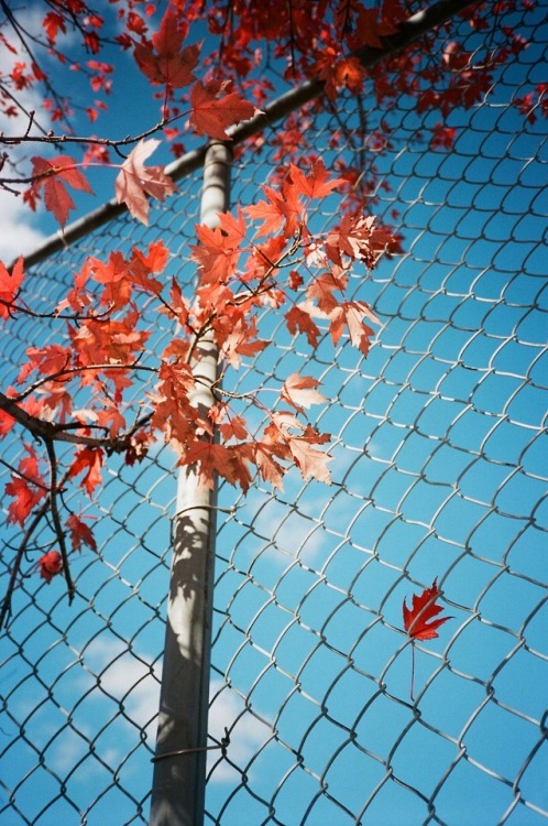 Leaves on Fence, Toronto 2017