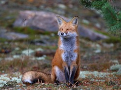beautiful-wildlife:  Fox Zen by Jim Cumming