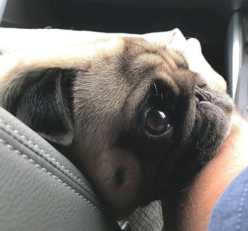 pugsandfrenchbulldogs