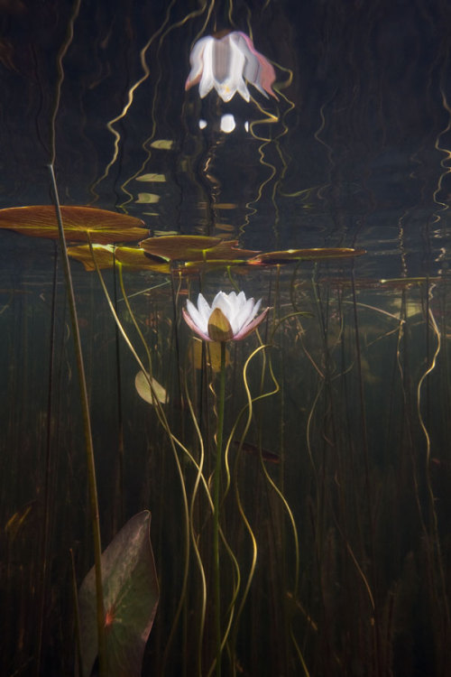 redlipstickresurrected:William Scully (American, b. 1967, based Boston, MA, USA) - 1: Water Lily Study No. 18  2:  Water Lily Study No. 20, Underwater Photography