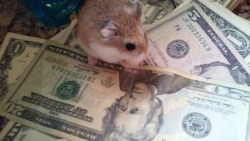 hamsterrobocop:  this is the money hamster it only shows up once every 75 years reblog in the next 10 minutes and you’ll come into money soon 