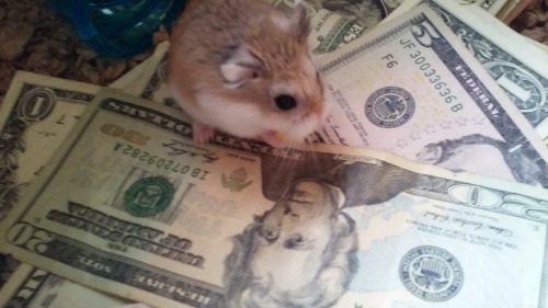 hamsterrobocop:  this is the money hamster adult photos