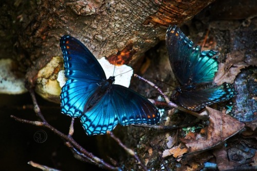 Butterflies eating mushrooms at Hoosier National Forest, Indiana. @photographyaeipathy Nikon D500