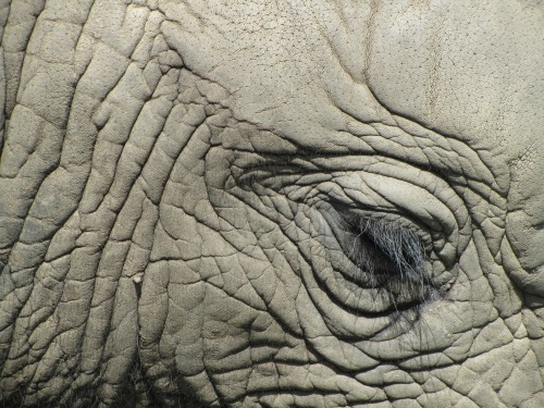 wrotten:elephant eye