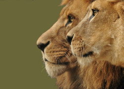 animalics:  Lion and lioness