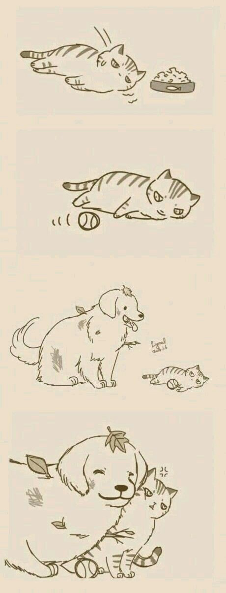 Cat and Dog