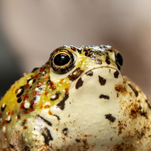 littlemuseums: typhlonectes: This is a Crucifix Frog, and for the first time ever in captivity, Melb