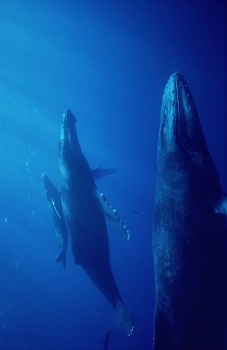 thelovelyseas: Diver Chuck Nicklin filming a singing Humpback Whale (Megaptera novaeangliae)