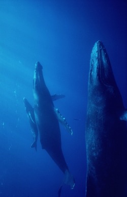 thelovelyseas: Diver Chuck Nicklin filming a singing Humpback Whale (Megaptera novaeangliae) Maui by Flip Nicklin