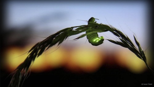 ted:  5 fun facts about fireflies (aka your favorite summer bug): Fireflies mate for a full evening and spend the whole night together. Awwww. The lights you see from fireflies are courtship signals that males are sending to females.  But firefly romance