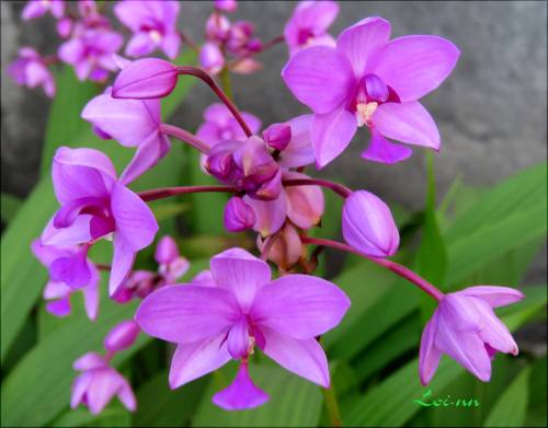  Spathoglottis plicata.Orchidaceae: Collabieae.By Lan Việt Nam. [x]