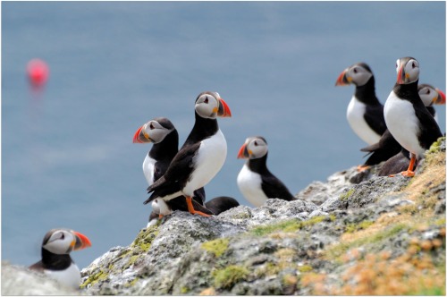 sapphire1707:  Puffins on the Isle of May | by rcnvn25 | http://ift.tt/1K5SP0n  lol these little dudes crack me up