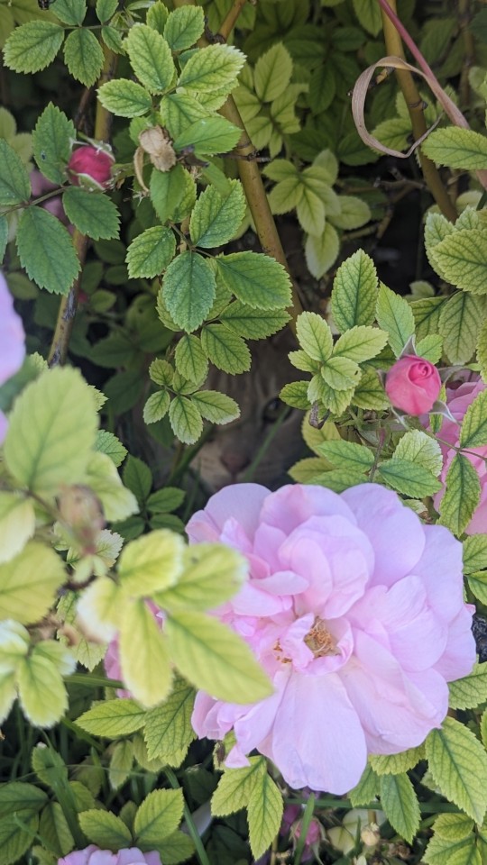 Taking Photos Of My Clay Puppie And Spotted My Cat In The Bushes