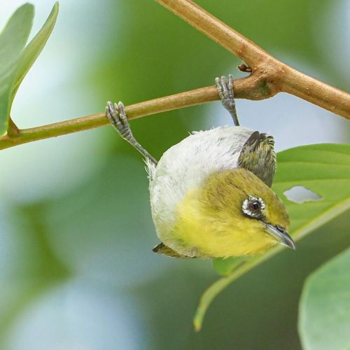 leehsia_ganSwinhoe’s white-eye