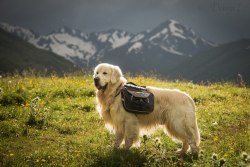 sunalwaysshining:  freshandfruitea:  emily-victory:  mostlydogsmostly:    Golden Retriever Alcor. Journey to the Caucasus  (via deingel)  Explorer dog. I want one.  sunalwaysshining  This warms my heart