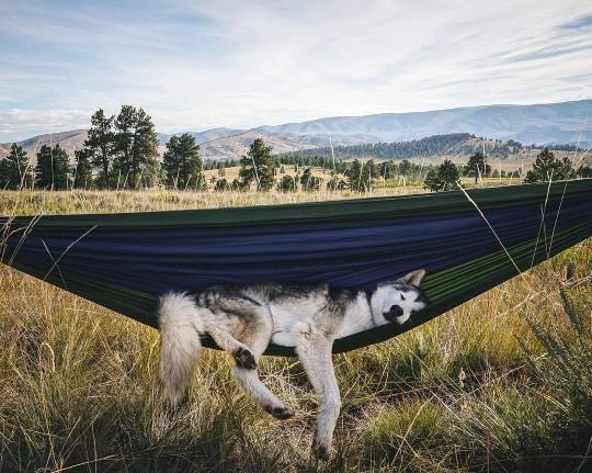 Meet Loki the Wolfdog and his friends.