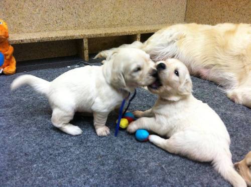 Bitey-face love on the Bergin University of Canine Studies Puppy Cam.