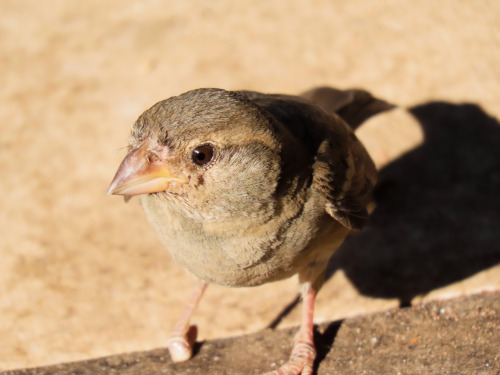 Pardal/House Sparrow Passer domesticusp