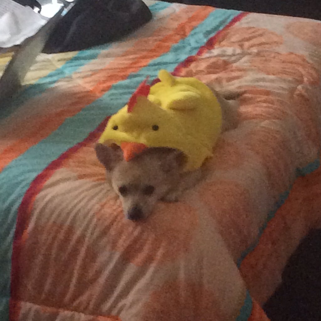 otherwindow:  Got a chicken outfit but it looks like it’s eating her 🐤
