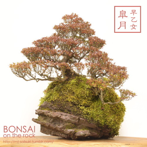 「早乙女」皐月の石付盆栽“SAOTOME” SATSUKI azalea bonsai on a rock2017.12.17 撮影bonsai on the rock| Cr
