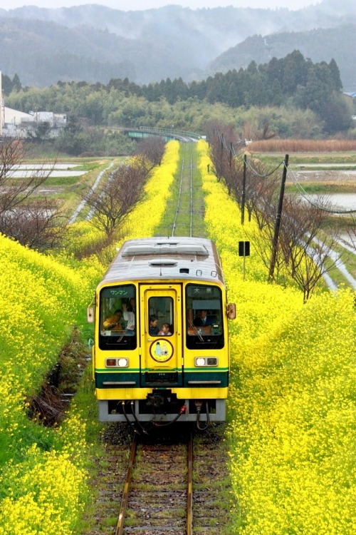 ginvandegreif: Train, Japan