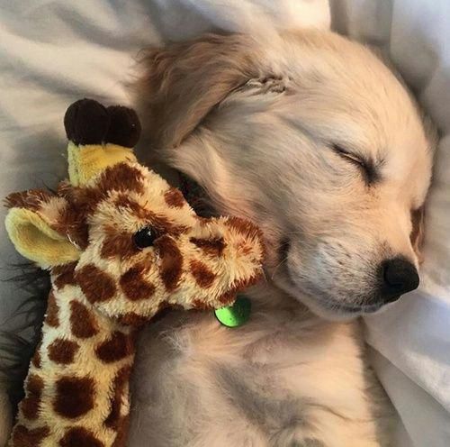 Puppies Make Me Happy