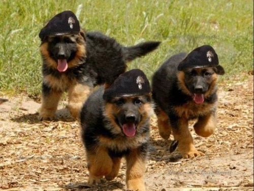 doctorquinnzel: feellng: Cutest german shepherd puppies EVER! @cosmonauticaltaco