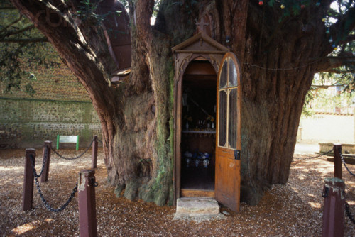 congenitaldisease:St. Anne Chapel in Normandy lies within the hollow trunk of a 1,000- to 1,300-year