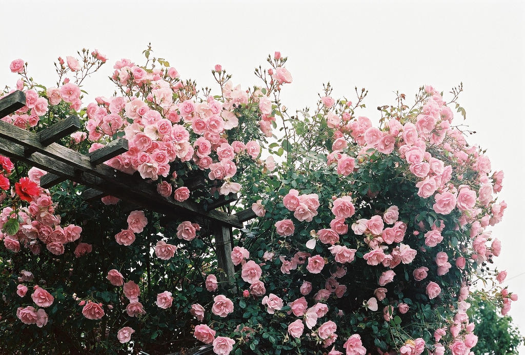 jacindaelena:by Mahouarn