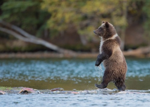 morethanphotography:  Tip-toe Through the Fish by PatRoque 