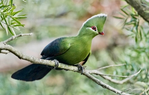 The Knysna Turaco, Also Known As The Knysna Loerie, Is A Large Turaco Species Primarily Found In Southern