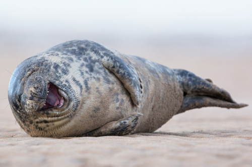 Sex nubbsgalore:ROTFL seals. photos by (click pictures
