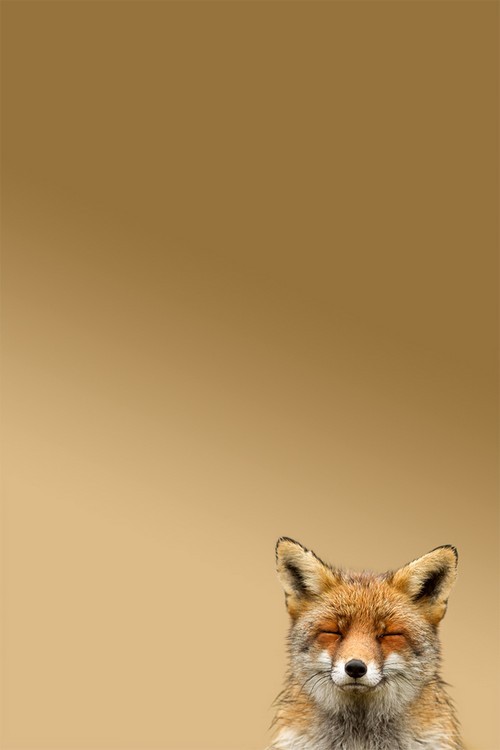 e4rthy:  Happy Fox by Roeselien Raimond