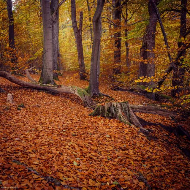 Social distance will be the sad reality of the coming weeks - I am already practising in the woodlands. Some pictures from...