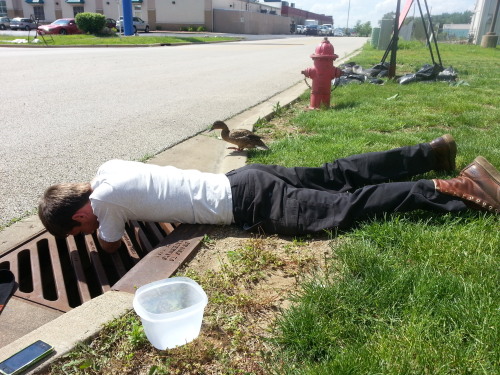 sweet-bitsy:  breanieswordvomit:  caffeinated-zombie:  So, in the middle of everything today, we ran across a hellaciously distressed momma mallard and a bunch of her baby ducks that had fallen down a sewer grate. Another guy was already trying to fish