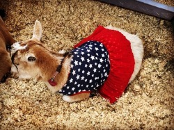 Baby goat with dress.  (at Contra Costa County