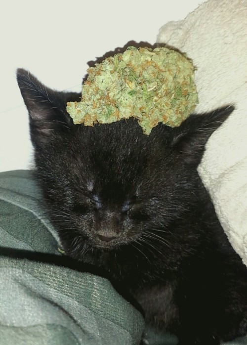 weed-breath:  When the nug almost as big as u r